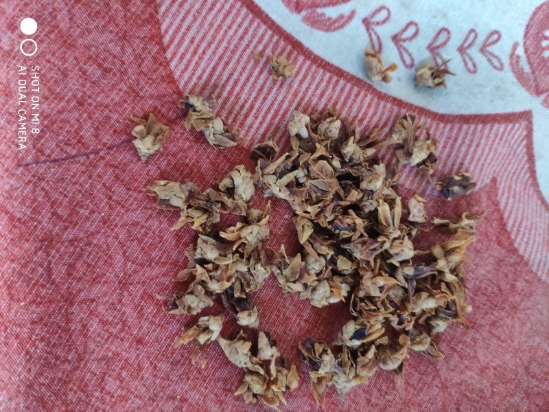 腊梅花梅花货好量大可批可零要多优惠