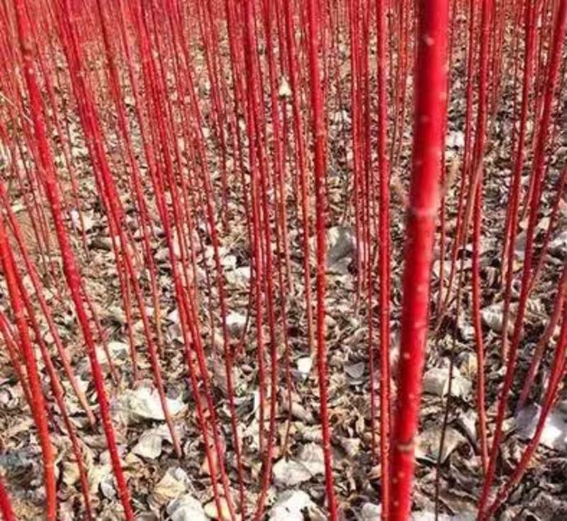 红瑞木树苗红杆麻球红柳枝条户外庭院绿化苗发货