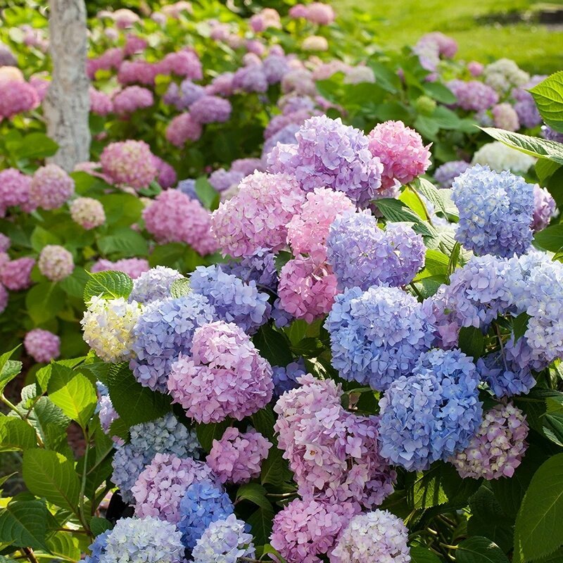 八仙花绣球花八仙花小毛球八仙花盆苗湖南八仙花