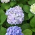八仙花绣球花八仙花小毛球八仙花盆苗湖南八仙花