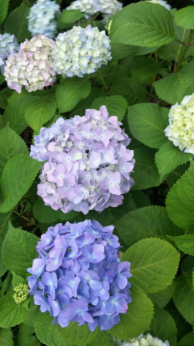 八仙花绣球花八仙花小毛球八仙花盆苗湖南八仙花