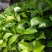 八仙花绣球花八仙花小毛球八仙花盆苗湖南八仙花