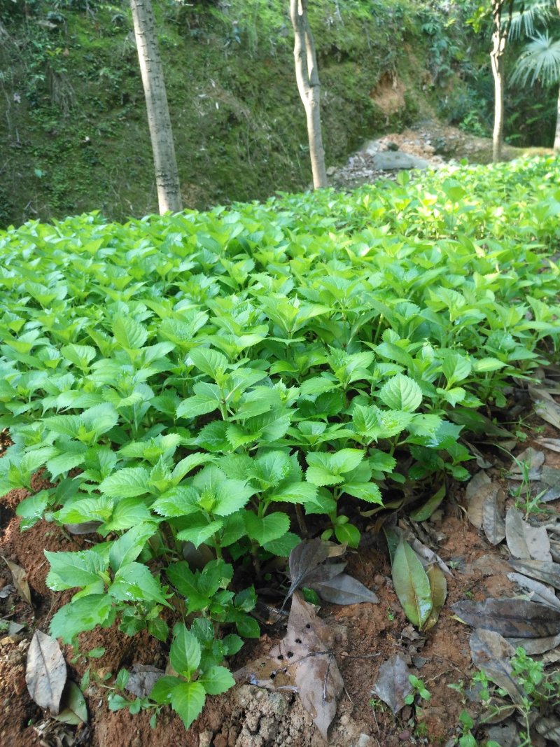 八仙花绣球花八仙花小毛球八仙花盆苗湖南八仙花