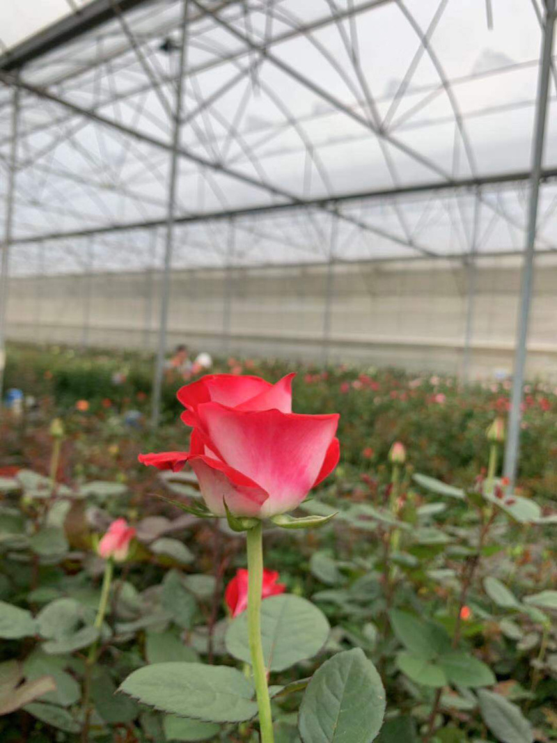 我想在通海周边找80/100亩连体大棚