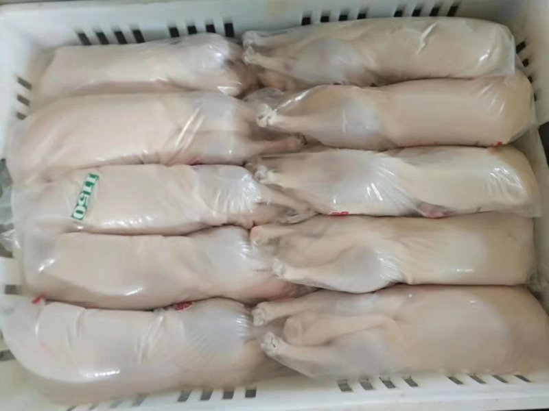 樱桃谷白条鸭