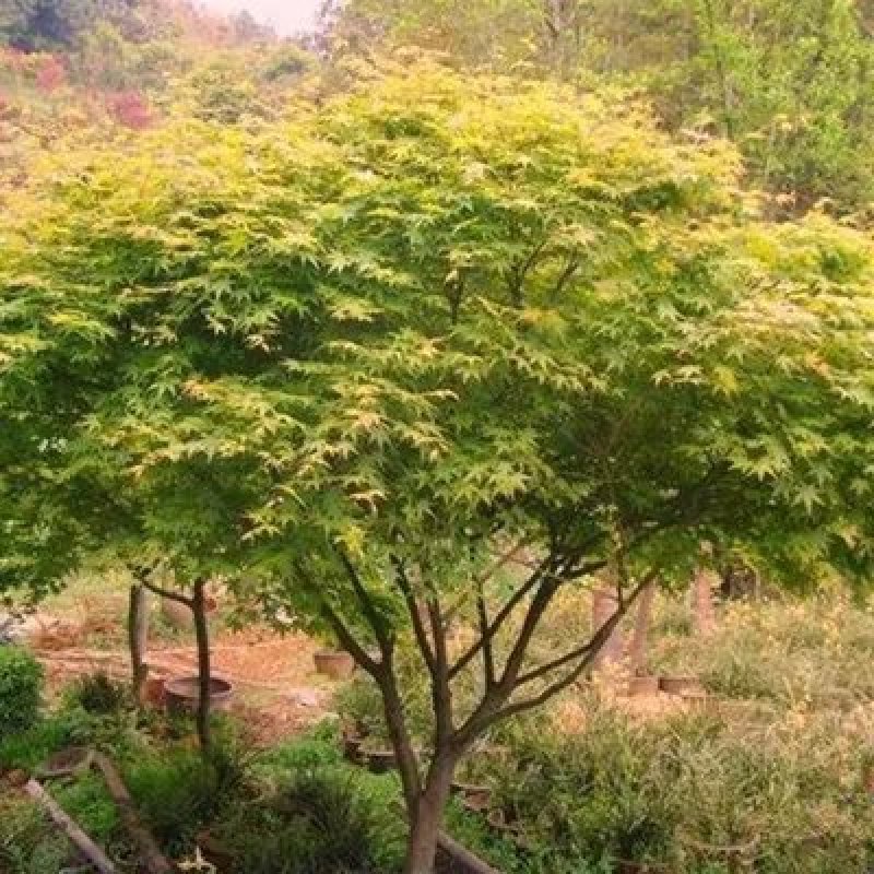 鸡爪槭树道路小区别墅绿化包邮可视频看货选货