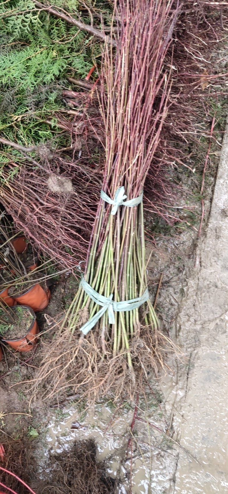 鸡爪槭树道路小区别墅绿化包邮可视频看货选货