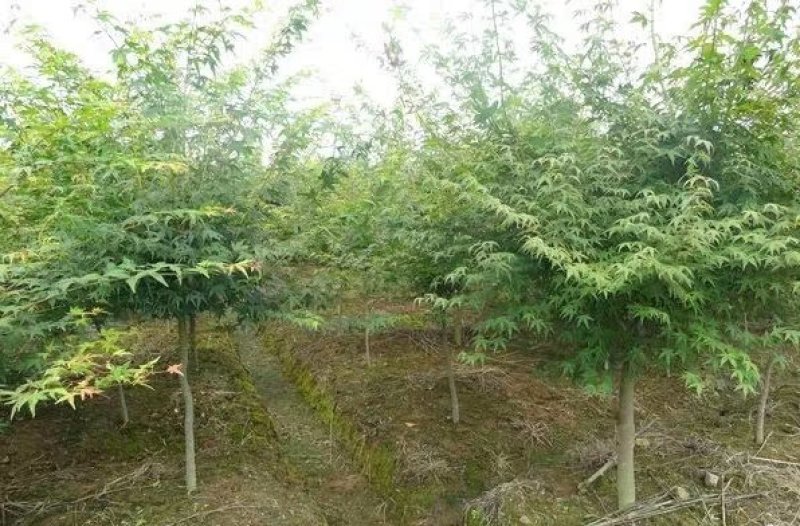 鸡爪槭小苗庭院道路小区别墅绿化包邮可视频看货选货