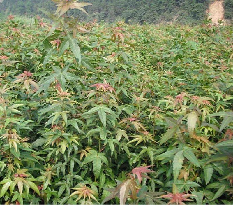 鸡爪槭小苗庭院道路小区别墅绿化包邮可视频看货选货