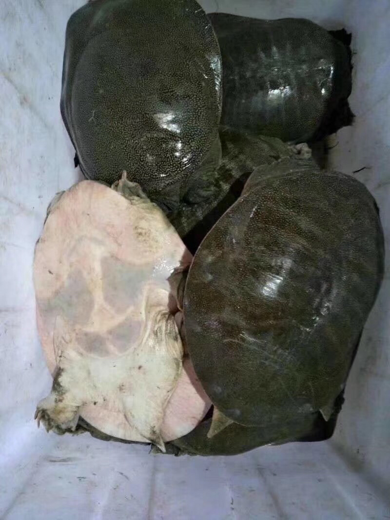 外塘生态老甲鱼七年以上口感好