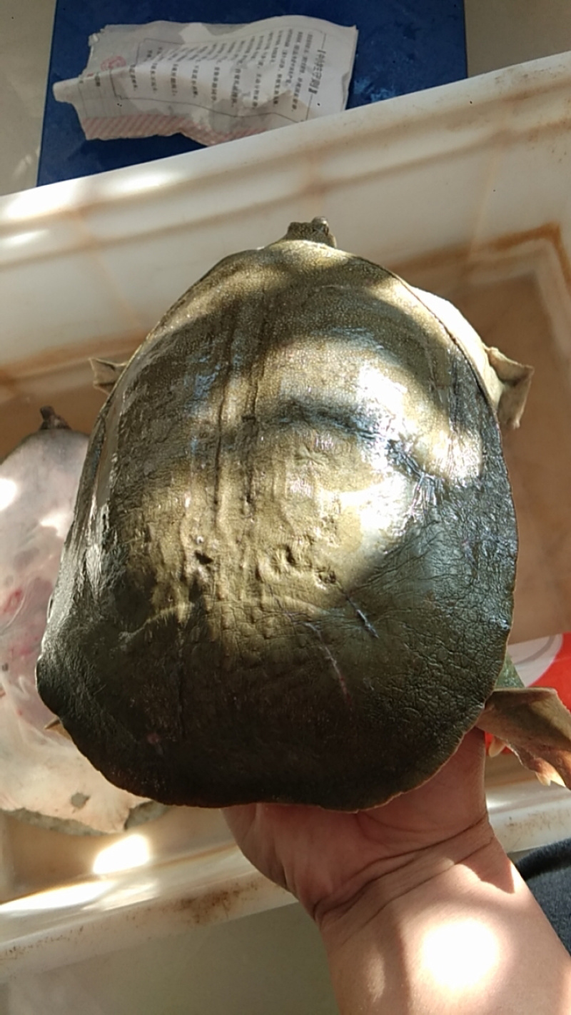 外塘生态老甲鱼七年以上口感好