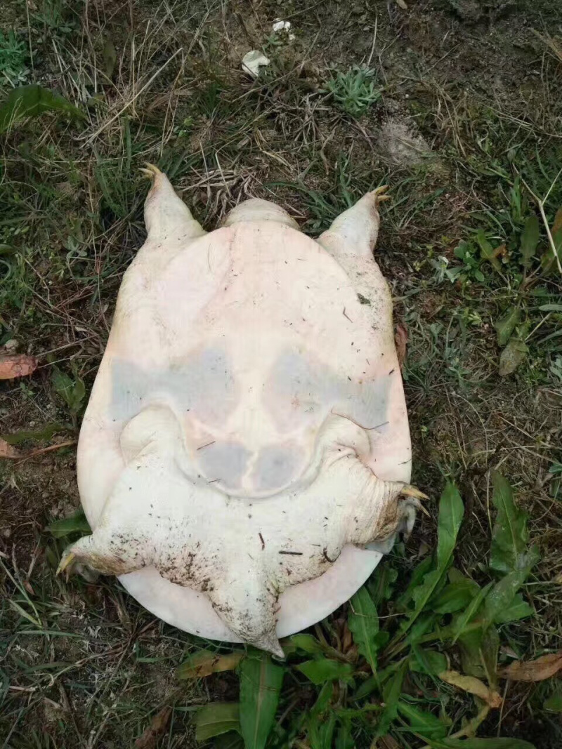 外塘生态老甲鱼七年以上口感好