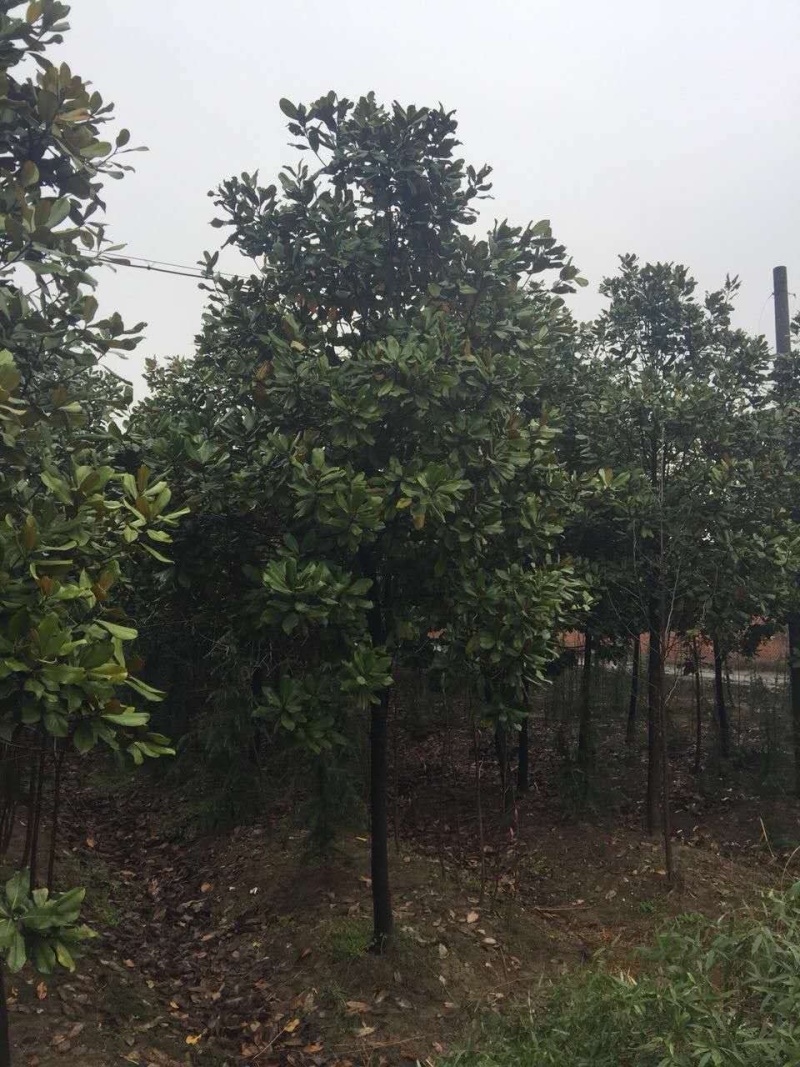 光杆广玉兰10-20公分地苗走数量价格优惠品种齐全
