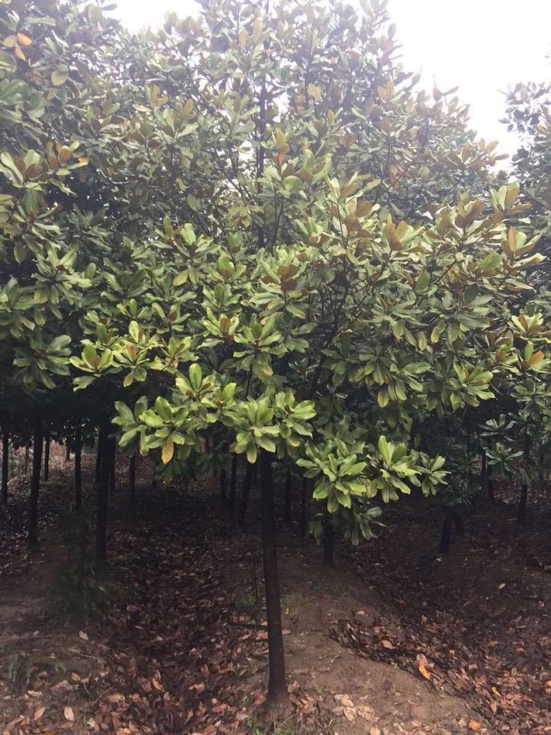 光杆广玉兰10-20公分地苗走数量价格优惠品种齐全