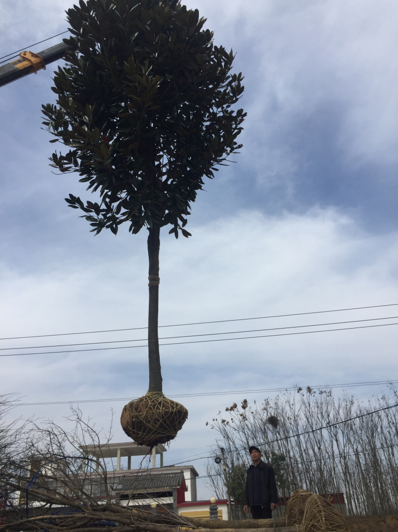 光杆广玉兰10-20公分地苗走数量价格优惠品种齐全