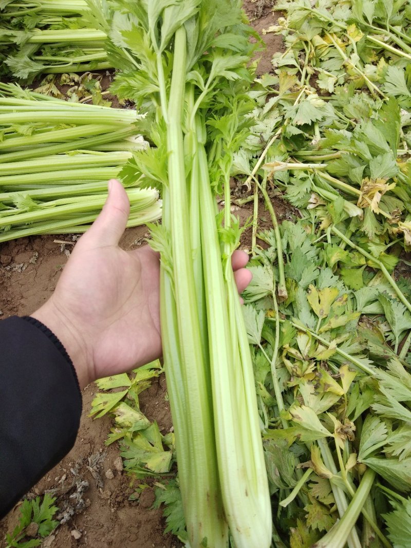 精品芹菜，基地直发，一手货源、有想要的来找我、代发货也行