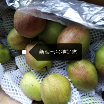 新梨七号