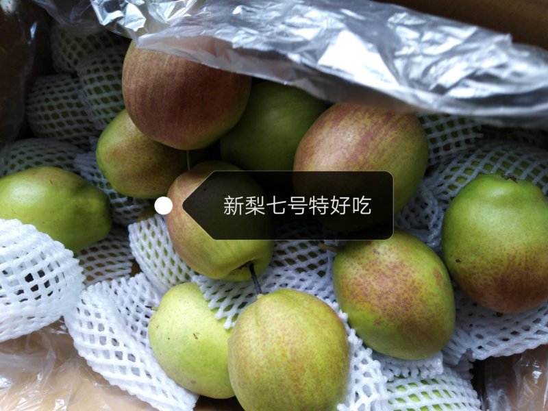 新梨七号