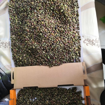 农家自种植小叶牛大力，今年收获的种子