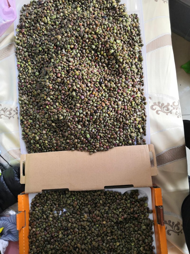 农家自种植小叶牛大力，今年收获的种子