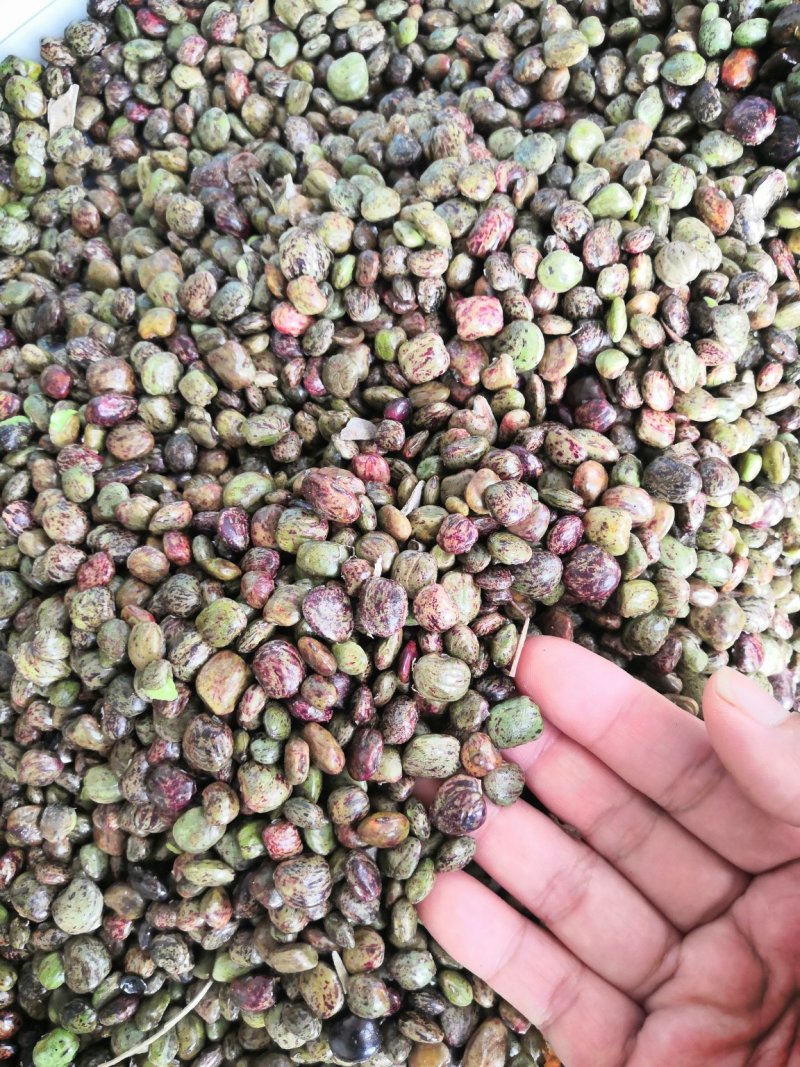 农家自种植小叶牛大力，今年收获的种子