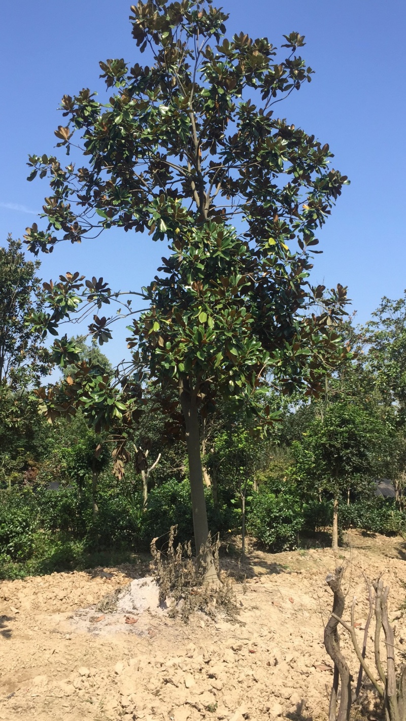 广玉兰一般货，10-20公分占地货，工程货规格齐全