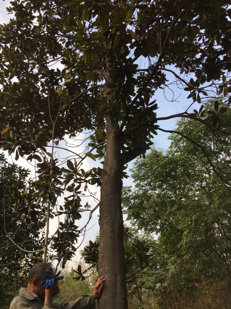 广玉兰一般货，10-20公分占地货，工程货规格齐全