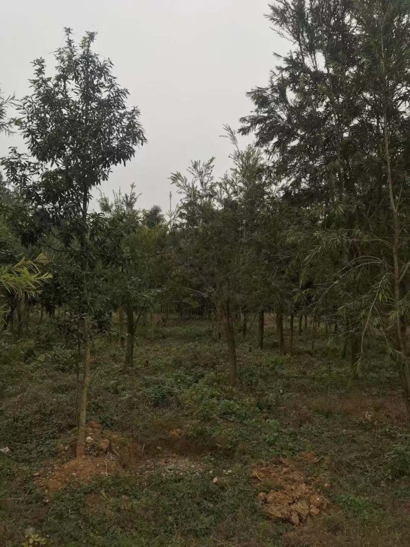 绿化苗木红千层