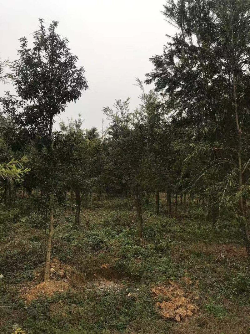 绿化苗木红千层