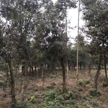 绿化苗木红千层