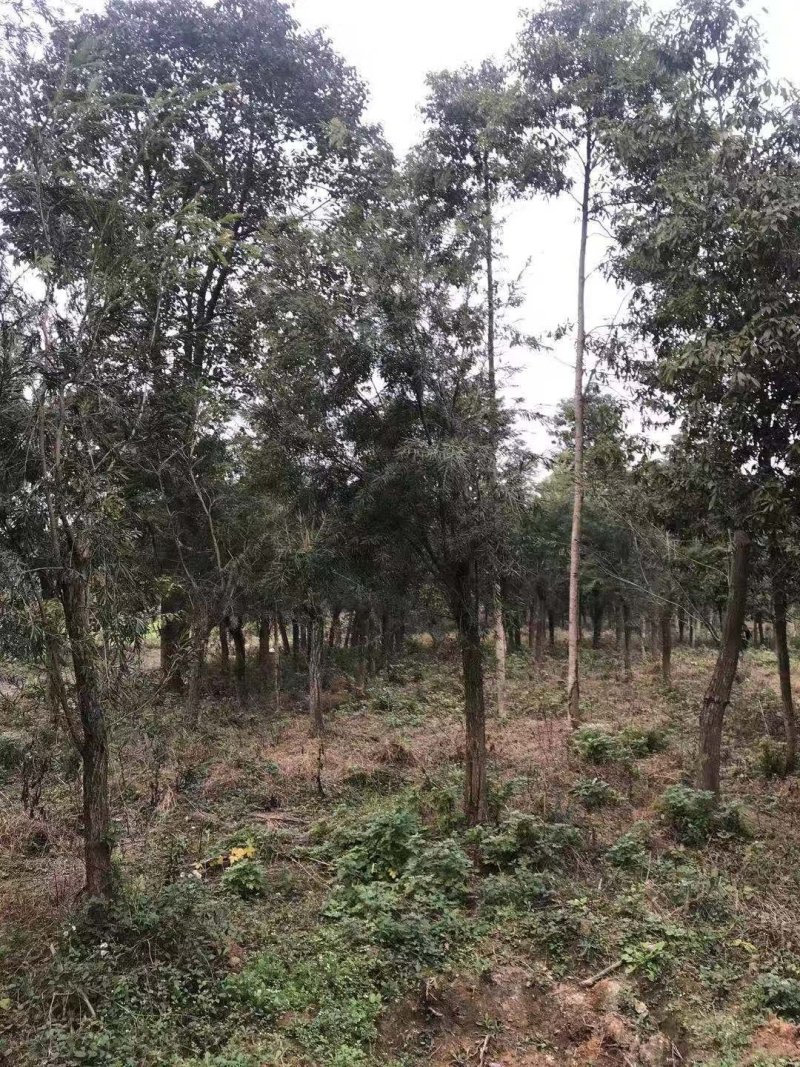 绿化苗木红千层