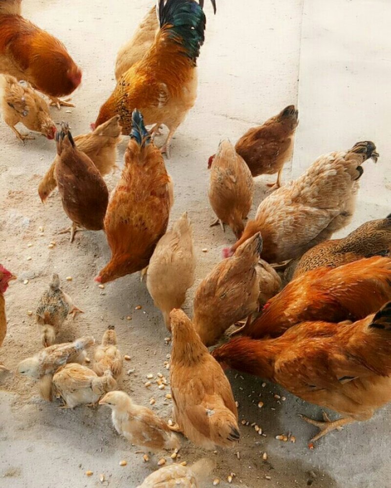 自己家农场散养小笨鸡，味道好极了