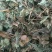鱼腥草【包邮】三斤起发货可批量可零售量大从优