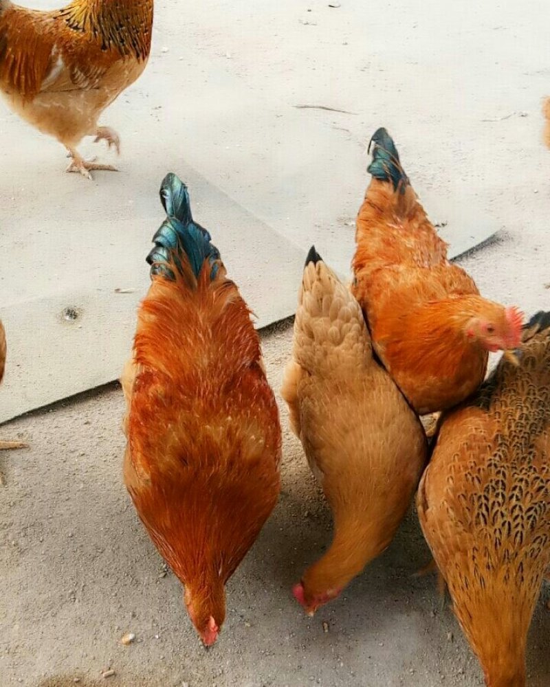 自己家农场散养小笨鸡，味道好极了