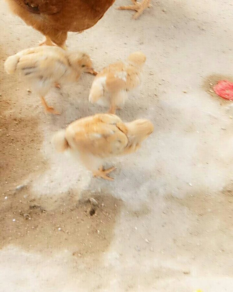 自己家农场散养小笨鸡，味道好极了