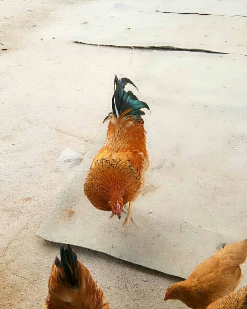 自己家农场散养小笨鸡，味道好极了