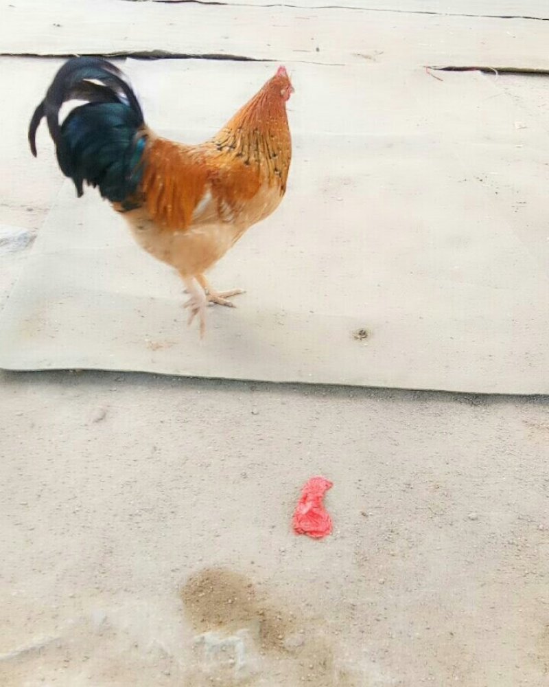 自己家农场散养小笨鸡，味道好极了