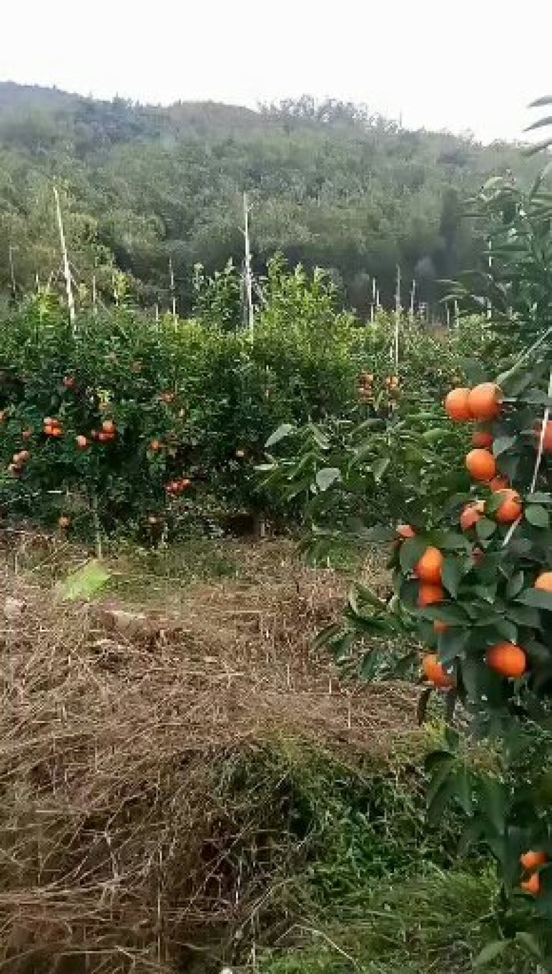 精品沃柑园，规模化种植，管理到位