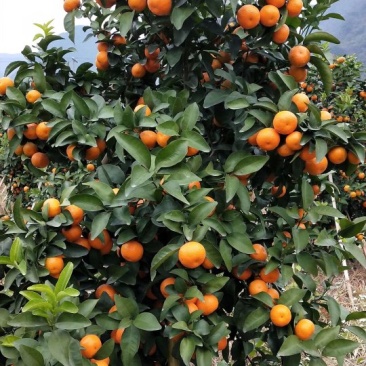 广西砂糖橘自家种植清甜无渣，绿色食品健康安全