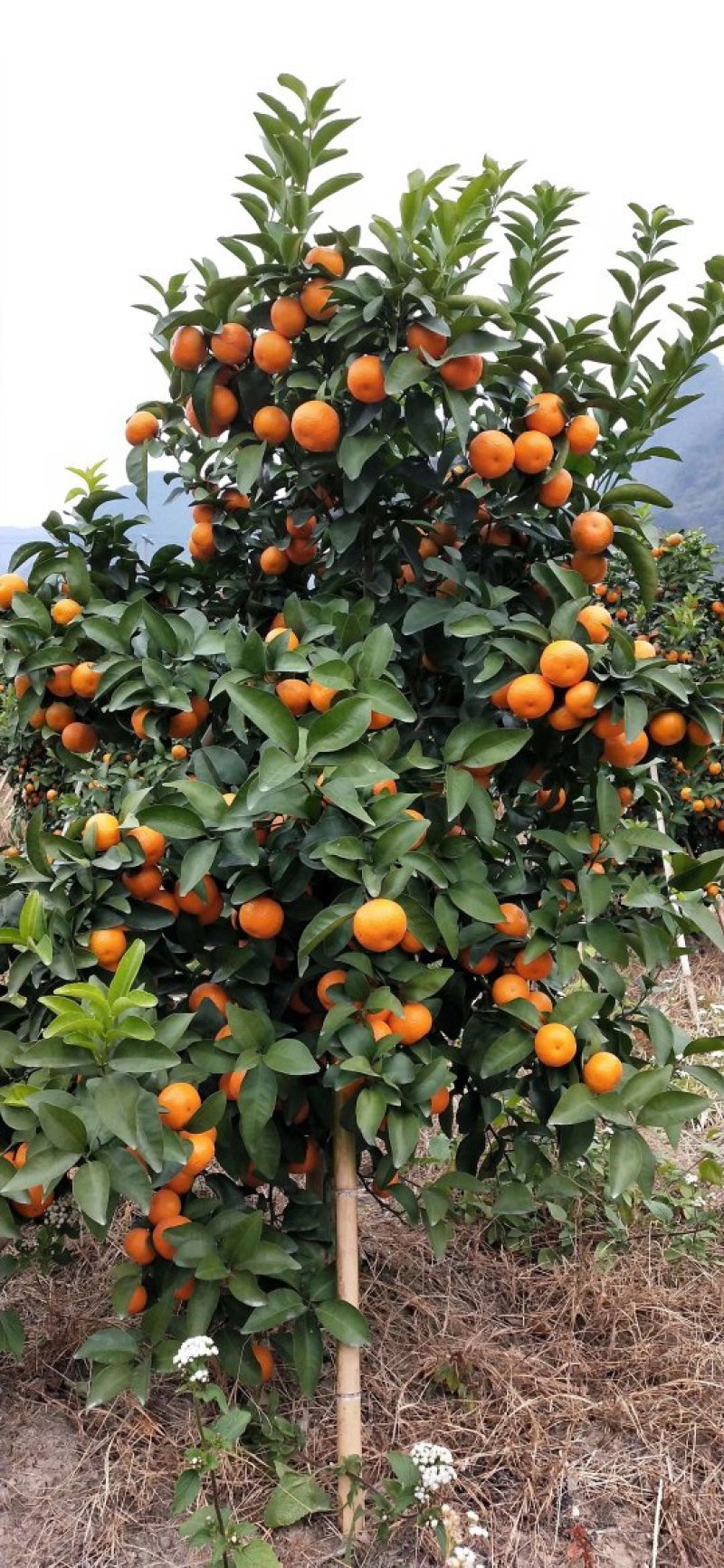 广西砂糖橘自家种植清甜无渣，绿色食品健康安全