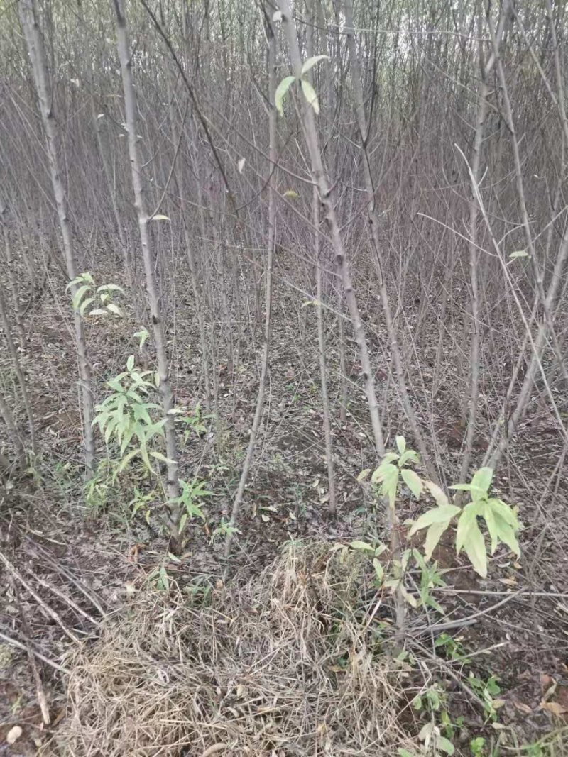 【优质】河南桃树苗毛桃树苗全国发货可视频挑货欢迎咨询