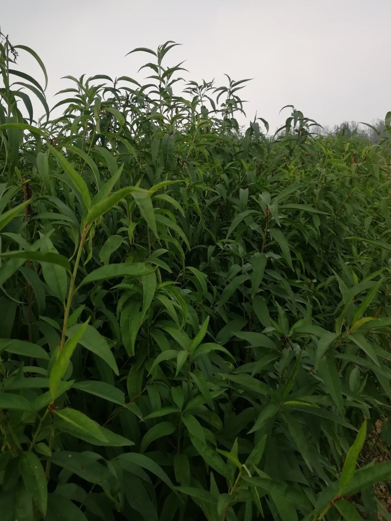 【优质】河南桃树苗毛桃树苗全国发货可视频挑货欢迎咨询