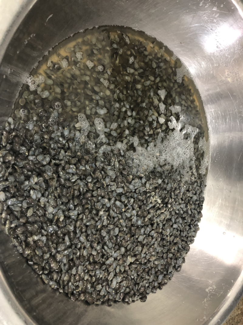 舟山新鲜罐装无沙泥螺350g一罐