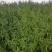 【优质】河南桃树苗毛桃树苗全国发货可视频挑货欢迎咨询