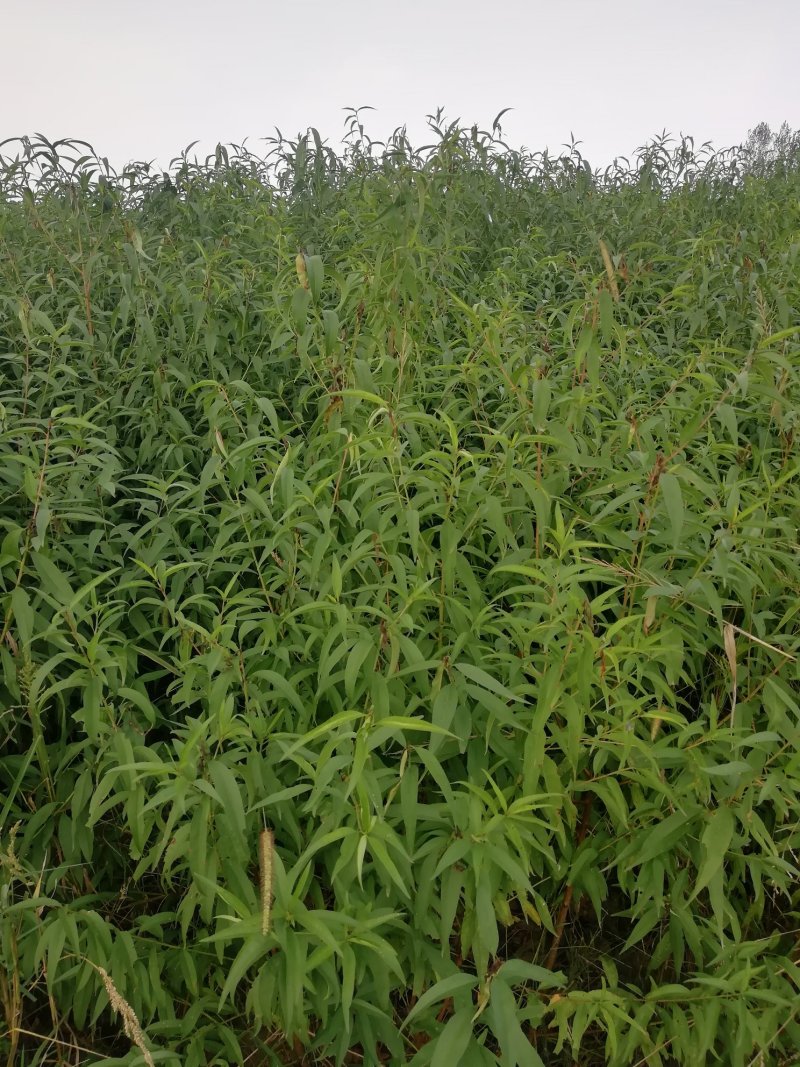 【优质】河南桃树苗毛桃树苗全国发货可视频挑货欢迎咨询