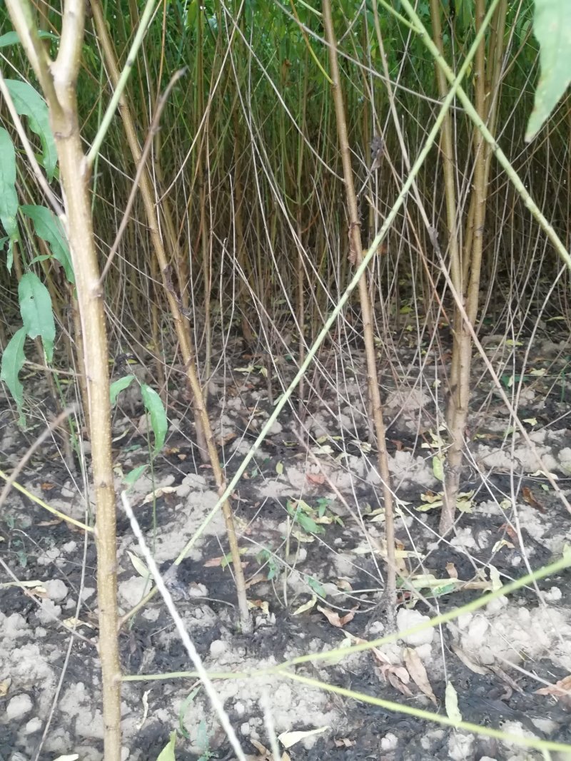 【优质】河南桃树苗毛桃树苗全国发货可视频挑货欢迎咨询