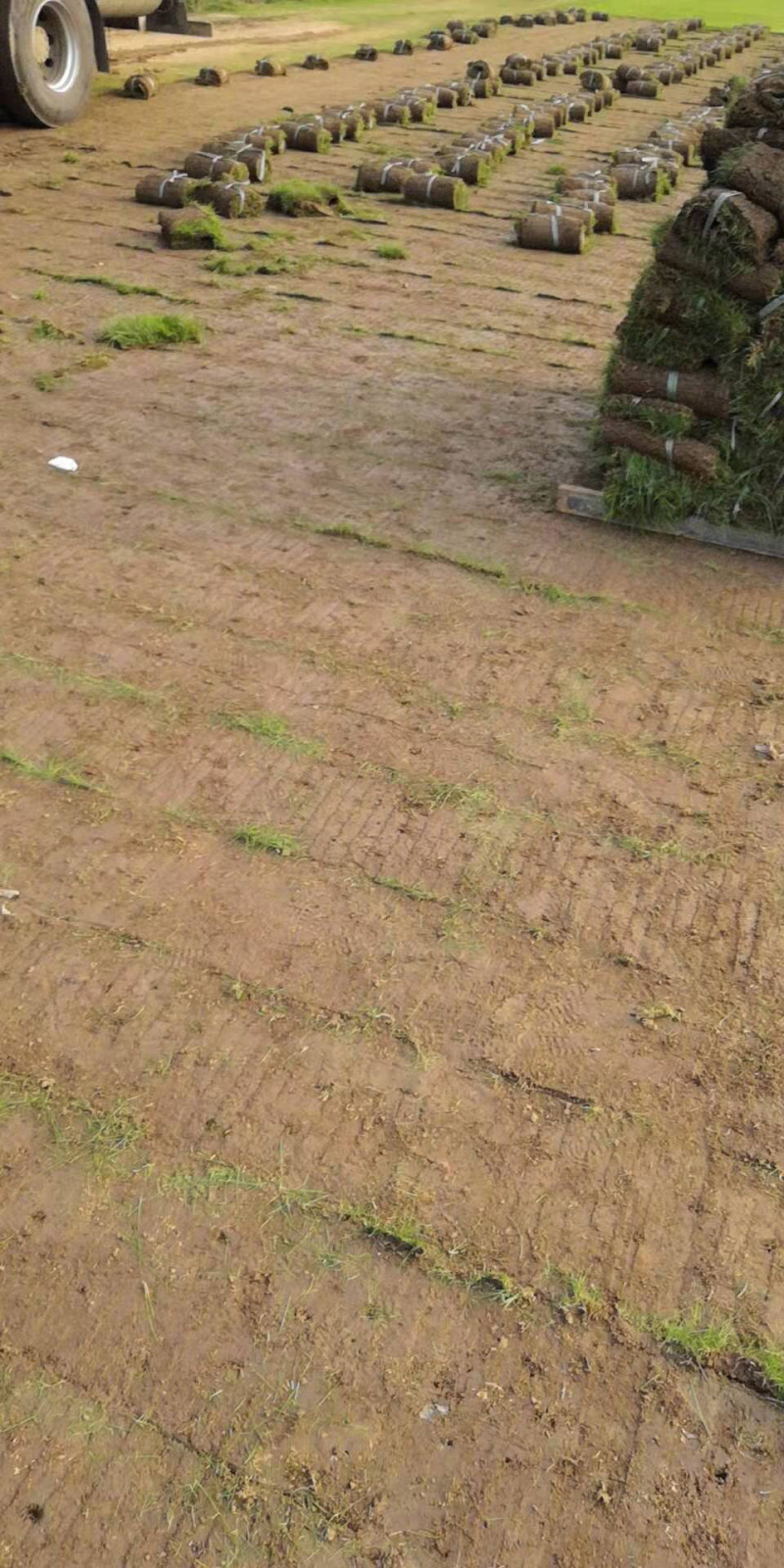 百亩草坪基地直销四季青果岭草马尼拉各种草皮