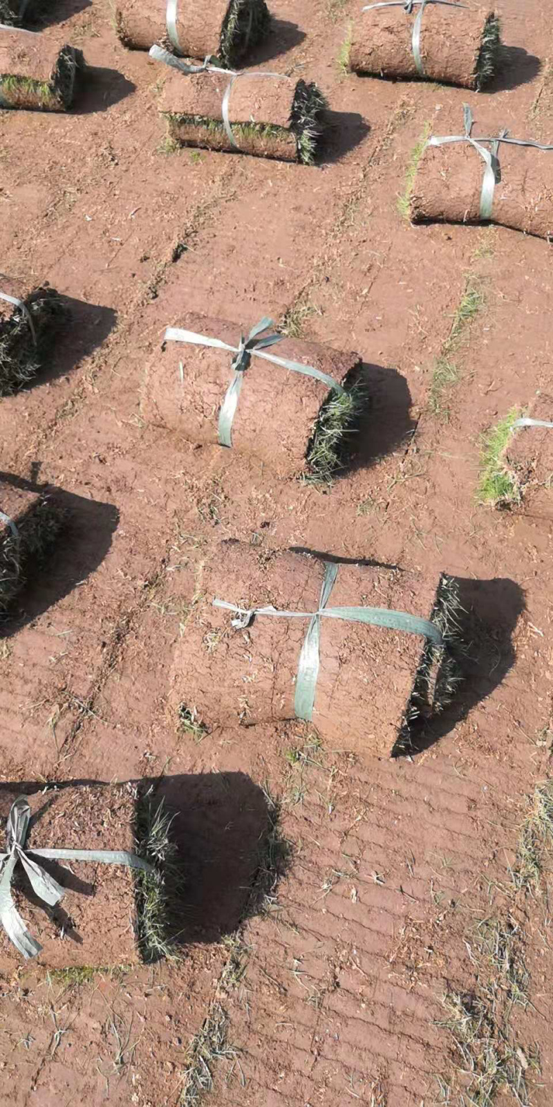 百亩草坪基地直销四季青果岭草马尼拉各种草皮