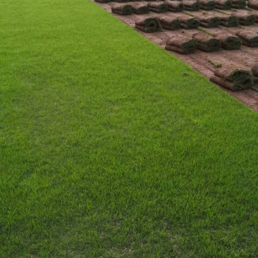百亩草坪基地直销四季青果岭草马尼拉各种草皮