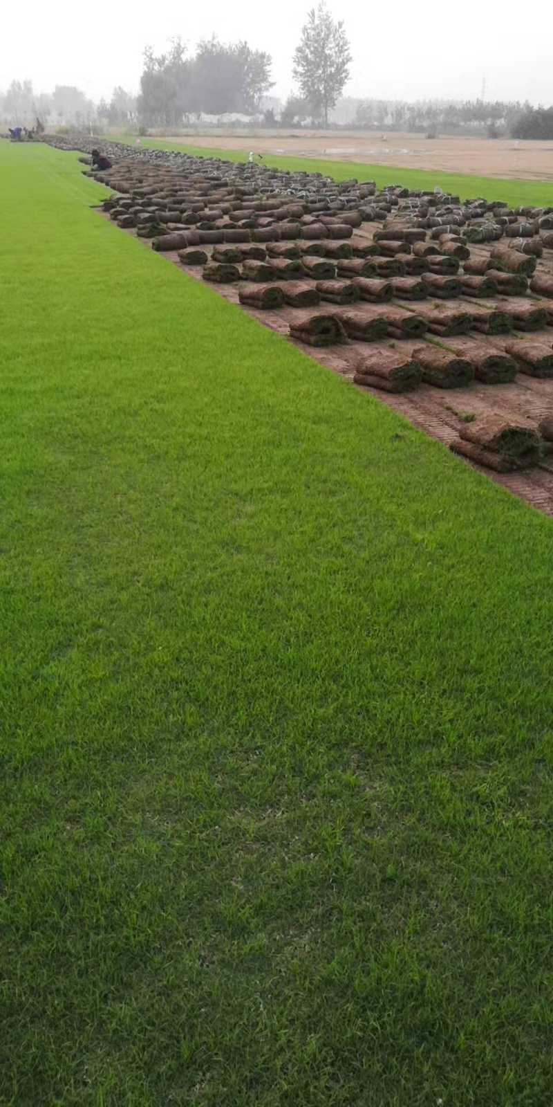 百亩草坪基地直销四季青果岭草马尼拉各种草皮